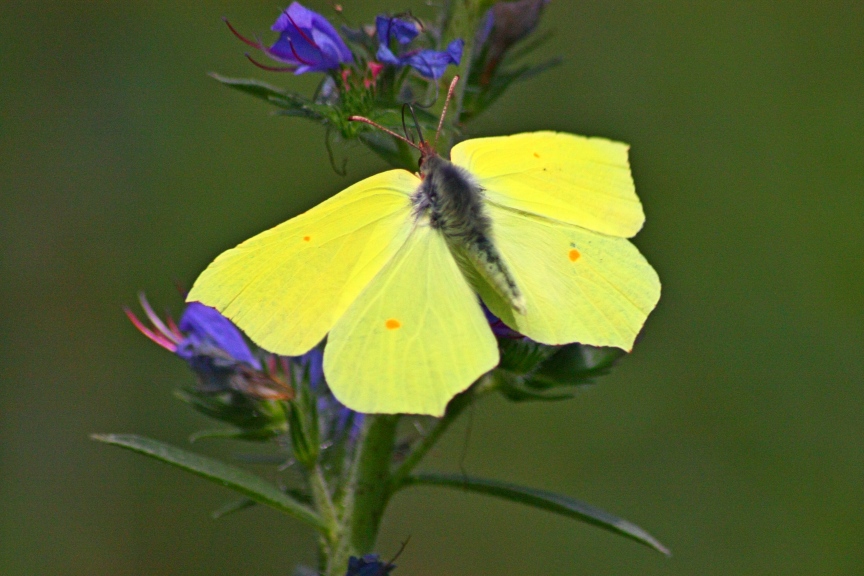 gonepteryx rhamni : una foglia gialla al vento